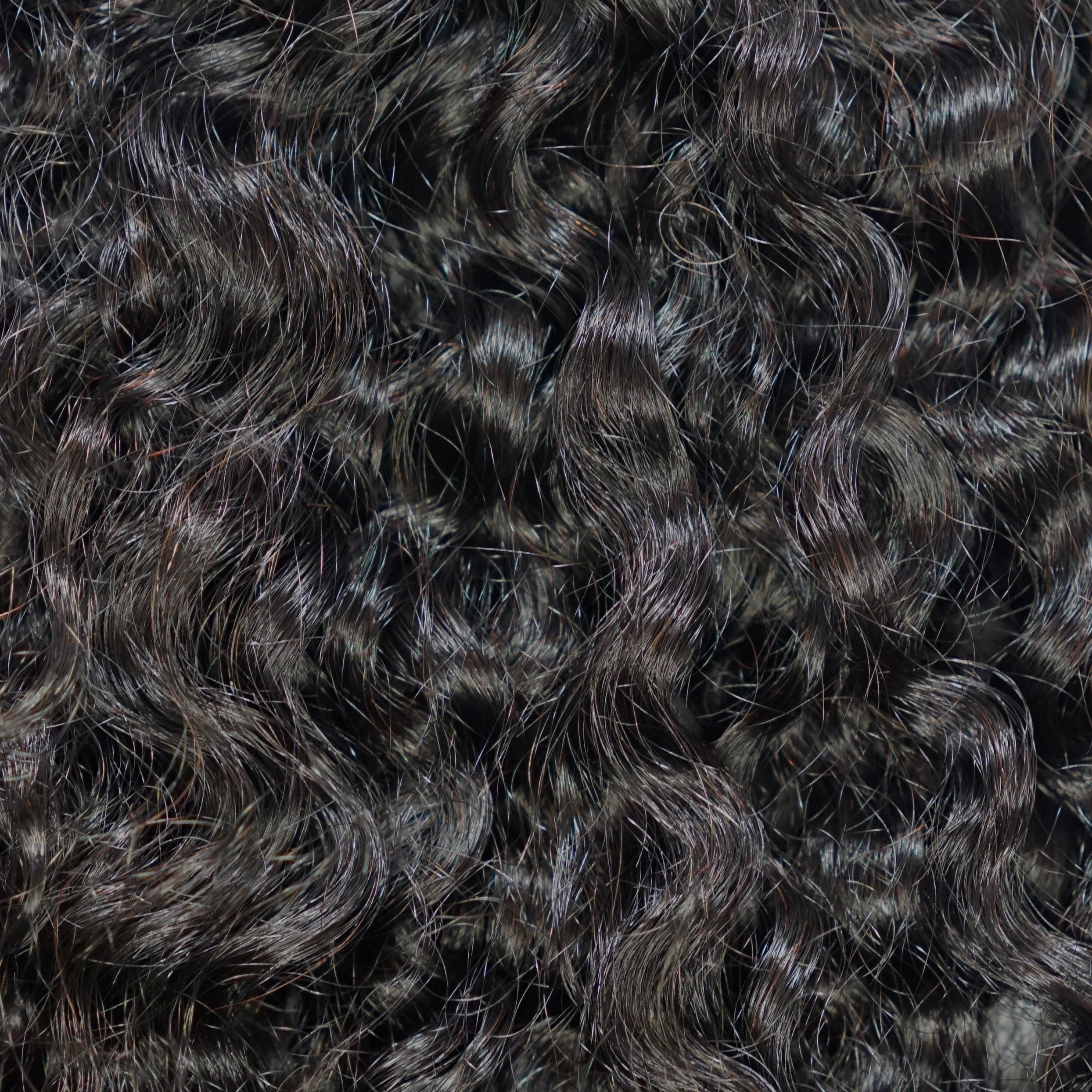 BURMESE VIETNAMESE CURLY